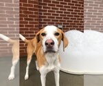 Small Photo #7 English Foxhound-Unknown Mix Puppy For Sale in Raleigh, NC, USA