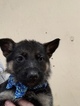 Small Photo #3 German Shepherd Dog Puppy For Sale in NEW MADISON, OH, USA
