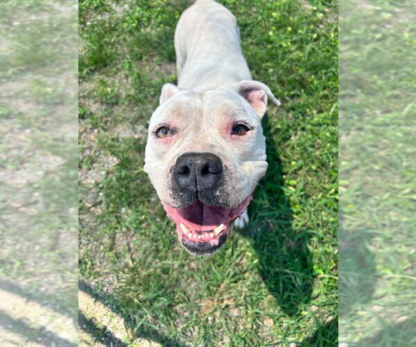 Medium Photo #3 Mutt Puppy For Sale in Abbeville, LA, USA