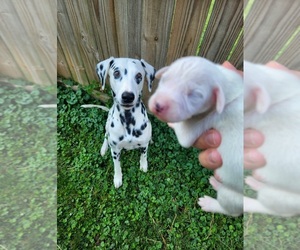 Dalmatian Puppy for sale in HANNIBAL, MO, USA