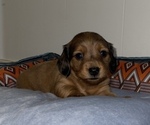 Small Photo #7 Dachshund Puppy For Sale in MECHANICSVILLE, VA, USA