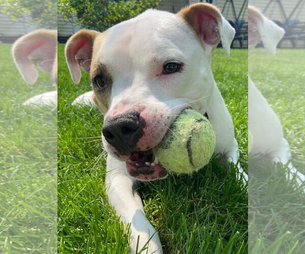Medium Photo #3 American Pit Bull Terrier Puppy For Sale in Rootstown, OH, USA