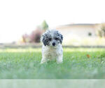 Small Photo #2 Schnoodle (Miniature) Puppy For Sale in WARSAW, IN, USA