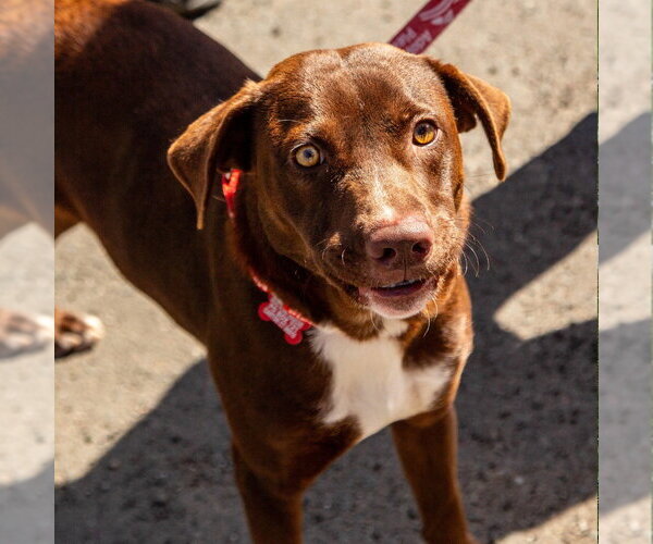 Medium Photo #14 Chocolate Labrador retriever-Unknown Mix Puppy For Sale in Canton, CT, USA