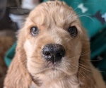 Small #1 Cocker Spaniel