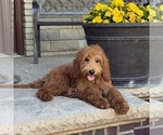 Small #2 Goldendoodle