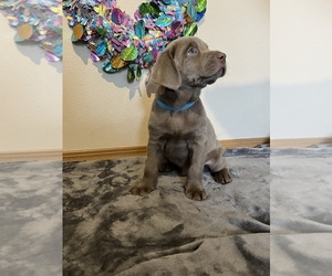 Labrador Retriever Puppy for sale in RAINIER, WA, USA
