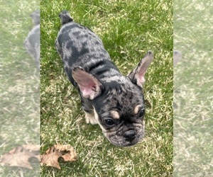 French Bulldog Litter for sale in OSWEGO, IL, USA