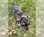 Small French Bulldog