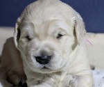 Puppy 4 Pink girl Golden Retriever