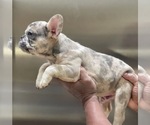 Small Photo #4 French Bulldog Puppy For Sale in SEATTLE, WA, USA