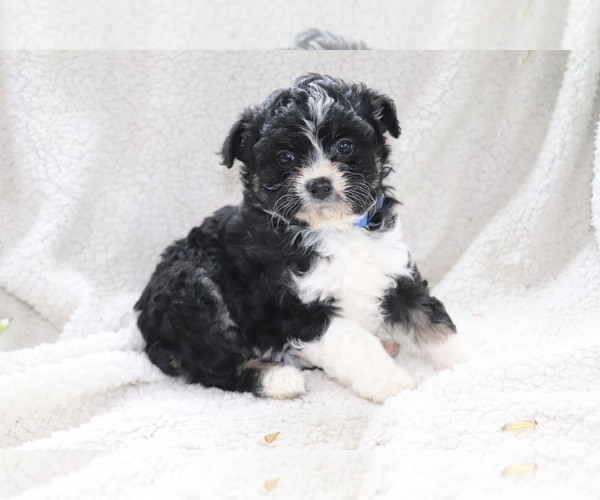 Medium Photo #2 Aussie-Poo Puppy For Sale in SHILOH, OH, USA