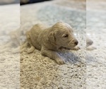 Puppy Puppy 8 Female Labradoodle