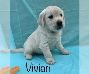 English Cream Golden Retriever Puppy for sale in DEARBORN, MO, USA
