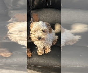 Morkie Puppy for sale in WHITE OAK, GA, USA