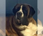 Small Saint Bernard Mix