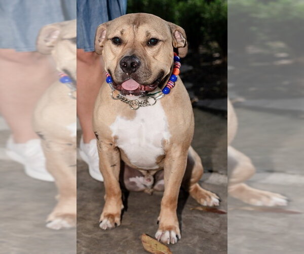 Medium Photo #5 Bulldog-Unknown Mix Puppy For Sale in The Woodlands, TX, USA