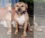 Small #4 Bulldog Mix