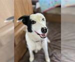 Small #17 Border Collie