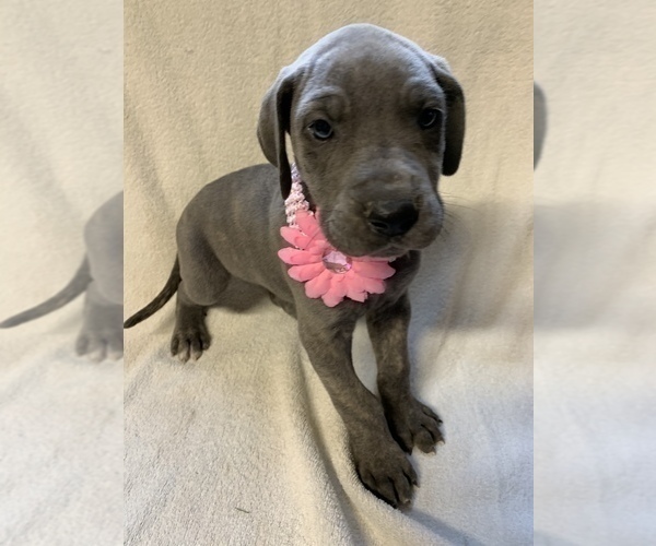 Medium Photo #1 Great Dane Puppy For Sale in ARCHBOLD, OH, USA