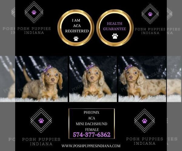 Medium Photo #2 Dachshund Puppy For Sale in WARSAW, IN, USA