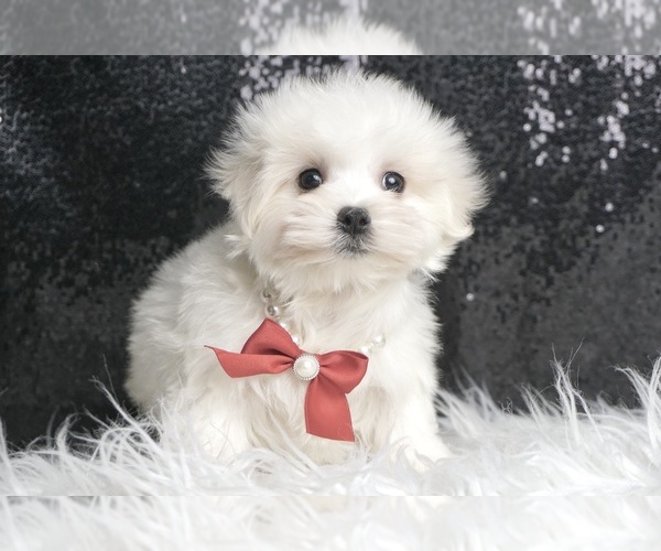Medium Photo #2 Maltese Puppy For Sale in WARSAW, IN, USA