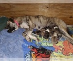 Small Photo #16 Anatolian Shepherd Puppy For Sale in COMMERCE, TX, USA