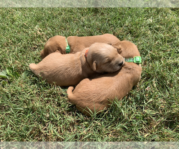 Medium Photo #9 Golden Retriever Puppy For Sale in CLEVER, MO, USA