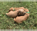 Small #8 Golden Retriever