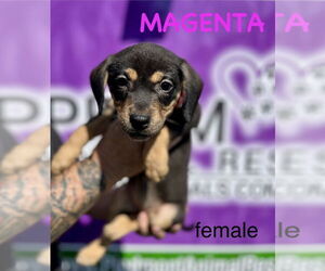 Mutt Dogs for adoption in Mooresville, NC, USA