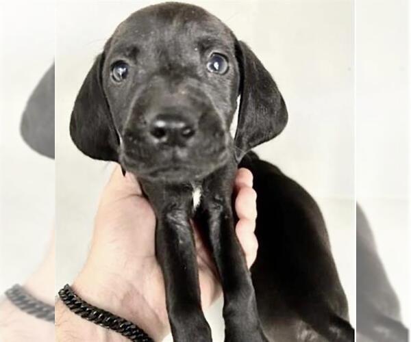 Medium Photo #1 Labbe Puppy For Sale in Houston, TX, USA