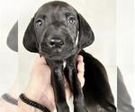 Small Labbe