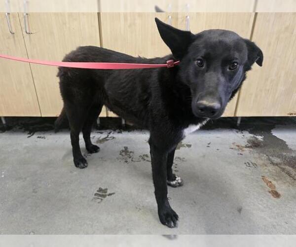Medium Photo #1 Shollie Puppy For Sale in Camarillo, CA, USA