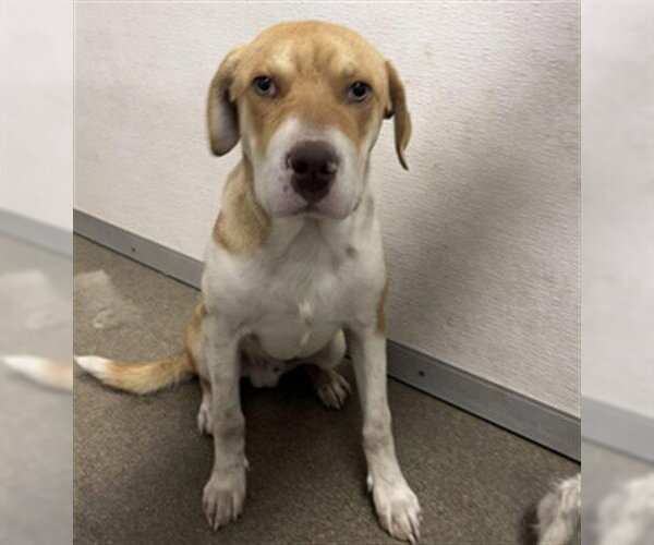 Medium Photo #1 Border Collie-Unknown Mix Puppy For Sale in Stockton, CA, USA