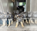 Small German Shepherd Dog
