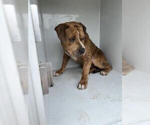 Staffordshire Bull Terrier-Unknown Mix Dogs for adoption in Houston, TX, USA