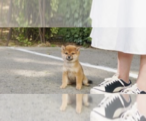 Shiba Inu Dog for Adoption in SAN DIEGO, California USA