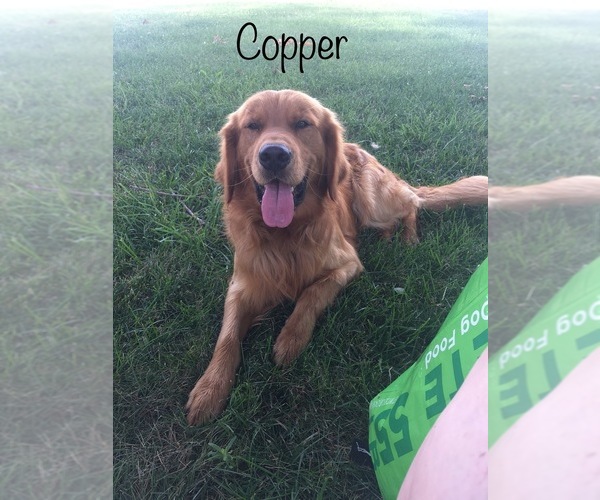 Medium Photo #1 Golden Retriever Puppy For Sale in CONCORDIA, MO, USA