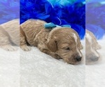 Small Photo #10 Poodle (Miniature) Puppy For Sale in BULLARD, TX, USA