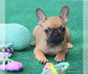 French Bulldog Puppy for Sale in WINNSBORO, Texas USA