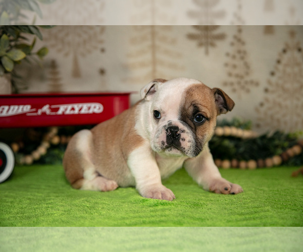Medium Photo #2 Beabull Puppy For Sale in FRESNO, OH, USA