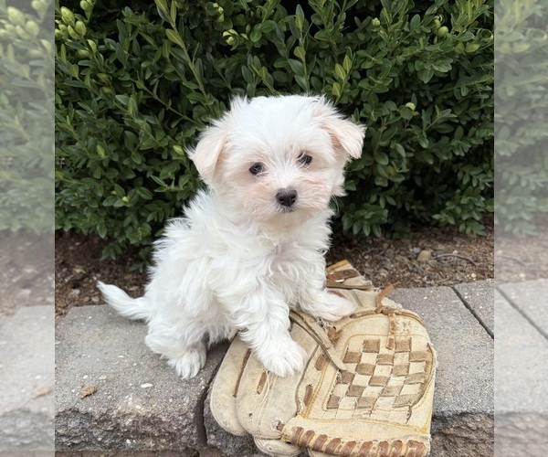 Medium Photo #4 Maltese Puppy For Sale in MIDDLEBURY, IN, USA