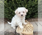 Gus - Male Maltese Puppy for Sale - Photo #4