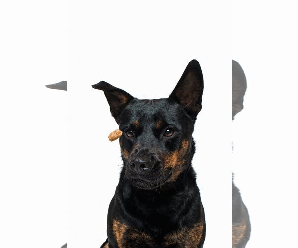Medium Photo #13 Mutt Puppy For Sale in Houston, TX, USA