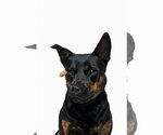 Small #12 Mutt