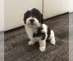 Puppy Puppy 3 Coton de Tulear