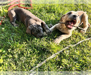 Cane Corso Puppy for sale in MODESTO, CA, USA