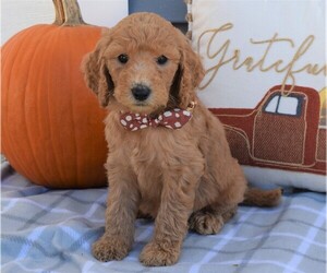 Labradoodle Puppy for sale in COSHOCTON, OH, USA
