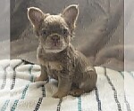 Small #16 French Bulldog