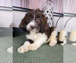 Small #3 Labradoodle